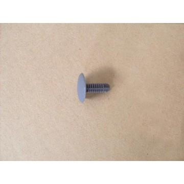 Clip-side wall Great Wall Cowry