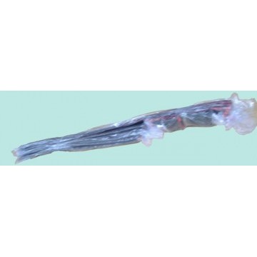 Anticollision strip assy Great Wall Sailor